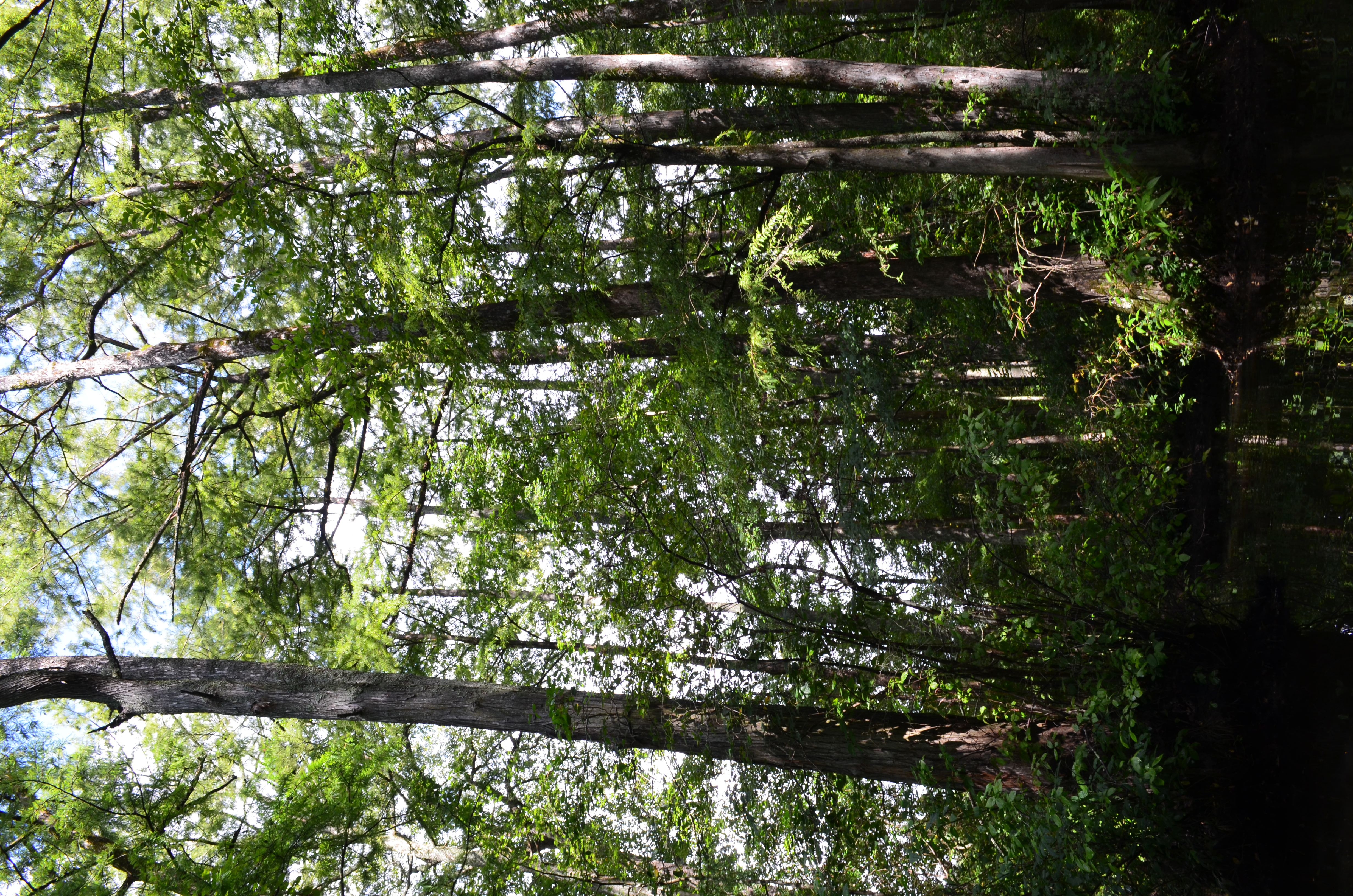 ./2017/13 - Roberson Millpond Preserve/DSC_0539.JPG